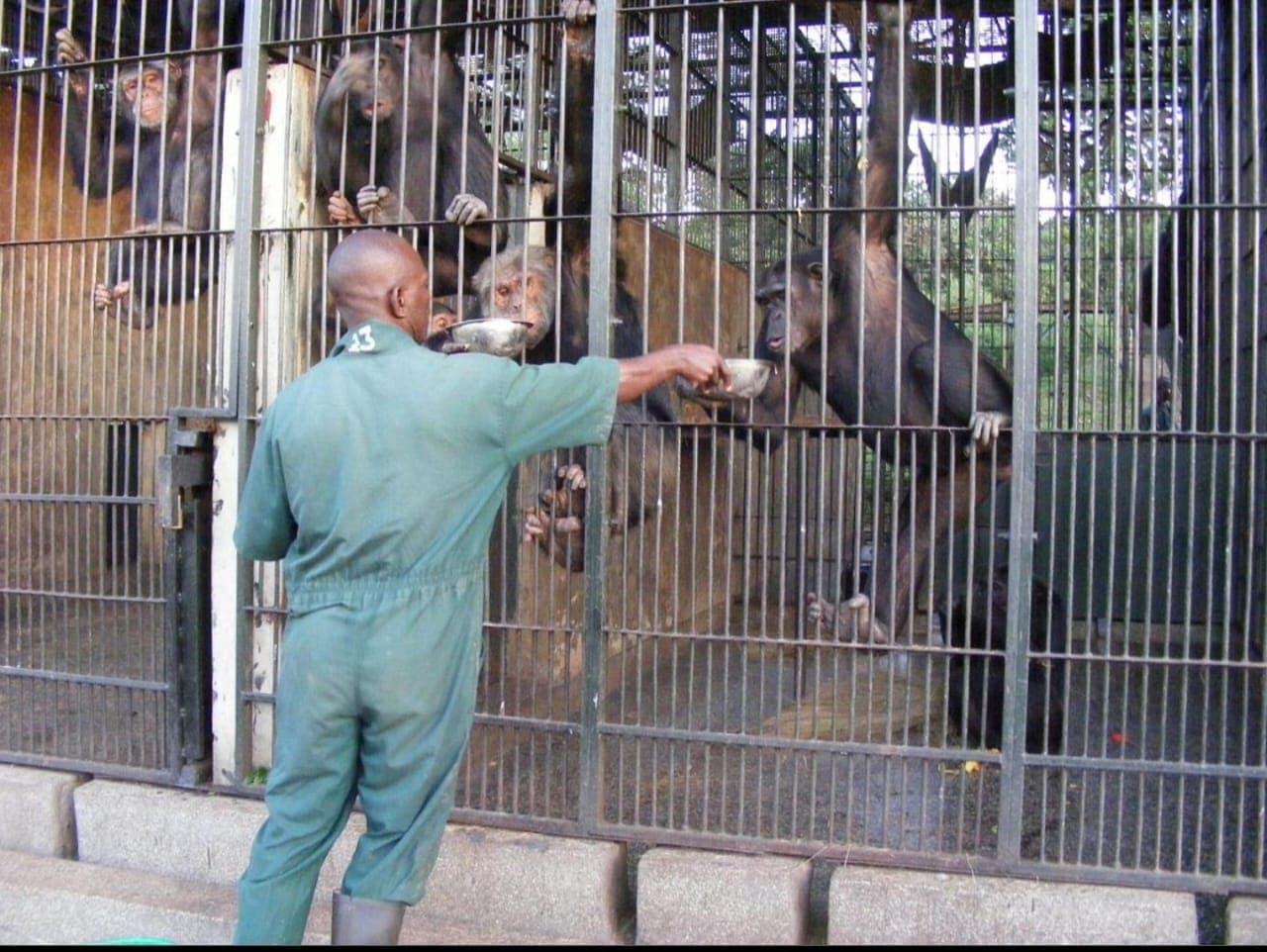 Chimpanzee Feeding at Ngamba Island sanctuary Uganda